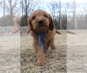 Medium Goldendoodle (Miniature)