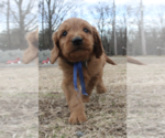 Small Photo #1 Goldendoodle (Miniature) Puppy For Sale in EFLAND, NC, USA