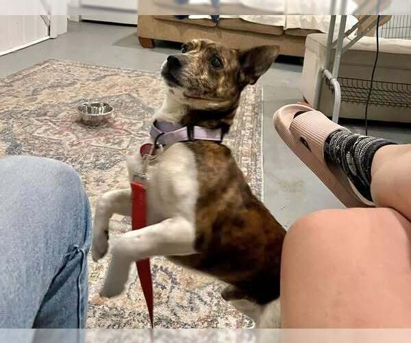 Medium Photo #4 Jack Russell Terrier-Plott Hound Mix Puppy For Sale in Springdale, PA, USA