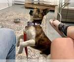 Small #3 Jack Russell Terrier-Plott Hound Mix