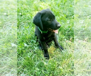 Labrador Retriever Puppy for sale in BON AQUA, TN, USA