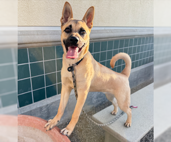 Medium Photo #3 German Shepherd Dog-Unknown Mix Puppy For Sale in Newport Beach, CA, USA
