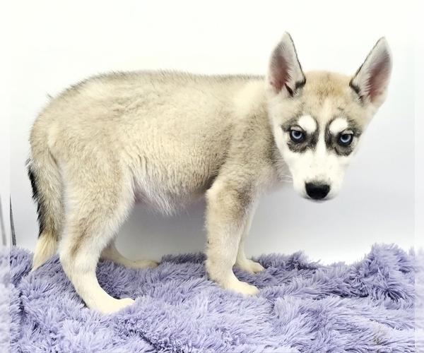 Medium Photo #3 Siberian Husky Puppy For Sale in SANDY HOOK, KY, USA