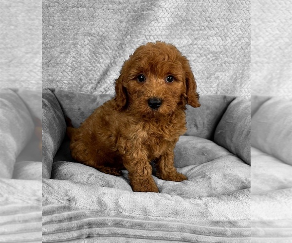Medium Photo #4 Goldendoodle (Miniature) Puppy For Sale in FRANKLIN, IN, USA