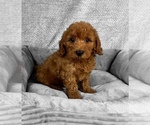 Small #3 Goldendoodle (Miniature)