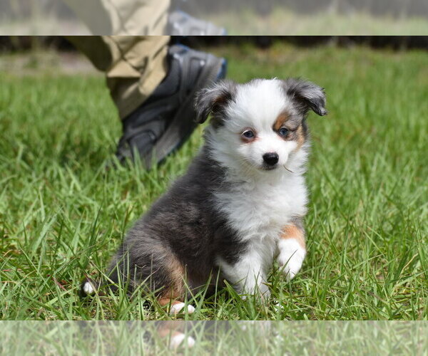 Medium Photo #10 Miniature Australian Shepherd Puppy For Sale in PALM COAST, FL, USA