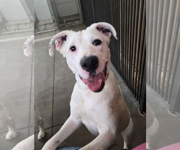 Medium Photo #8 Boxer-Unknown Mix Puppy For Sale in Germantown, OH, USA