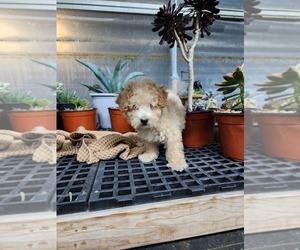 Bichpoo Puppy for sale in GREENWOOD, WI, USA
