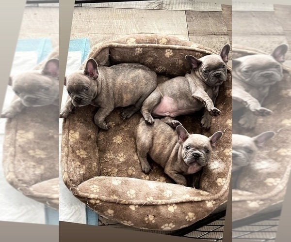 Full screen Photo #5 French Bulldog Puppy For Sale in BALDWIN PARK, CA, USA