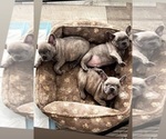 Small Photo #5 French Bulldog Puppy For Sale in BALDWIN PARK, CA, USA