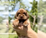 Puppy Puppy 5 Cocker-Pei