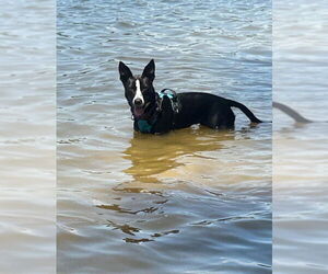 Border Collie-Unknown Mix Dogs for adoption in Holly Springs, NC, USA