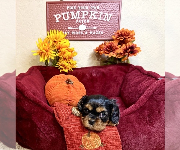 Medium Photo #4 Cavalier King Charles Spaniel Puppy For Sale in NEW BRAUNFELS, TX, USA