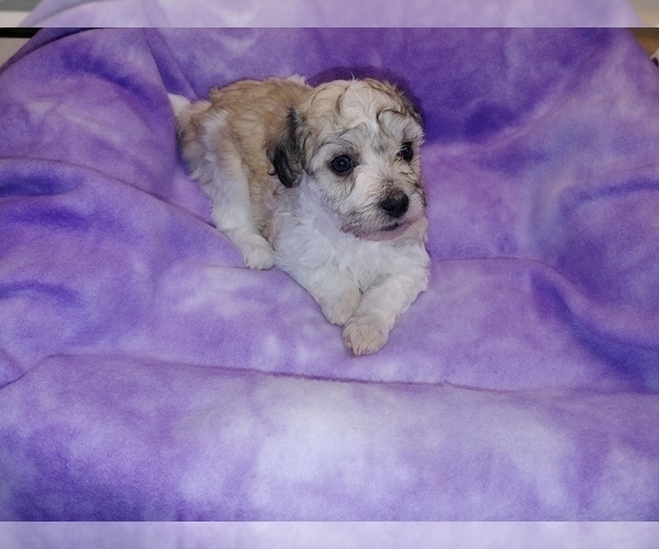 Medium Photo #11 Havachon Puppy For Sale in WINSTON SALEM, NC, USA