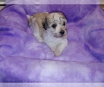 Small Photo #11 Havachon Puppy For Sale in WINSTON SALEM, NC, USA