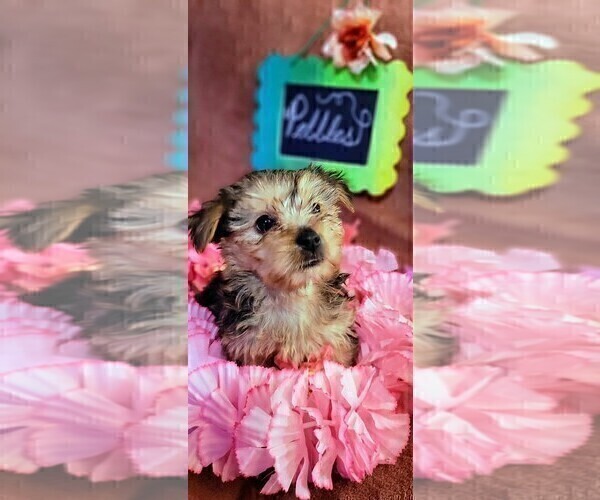 Medium Photo #7 Yorkshire Terrier Puppy For Sale in AKRON, OH, USA