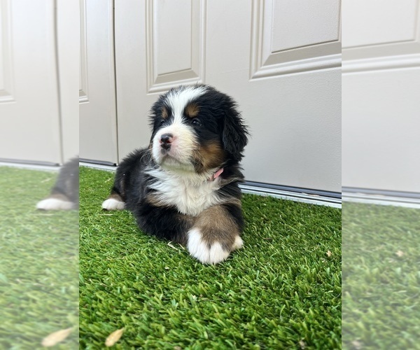 Medium Photo #7 Bernese Mountain Dog Puppy For Sale in FAIRMONT, MN, USA