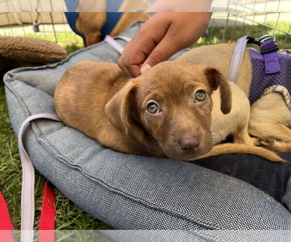 Medium Photo #3 Chiweenie Puppy For Sale in Lake Elsinore, CA, USA