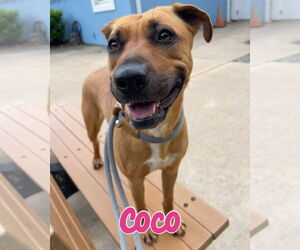 American Pit Bull Terrier-Unknown Mix Dogs for adoption in Jackson , NJ, USA