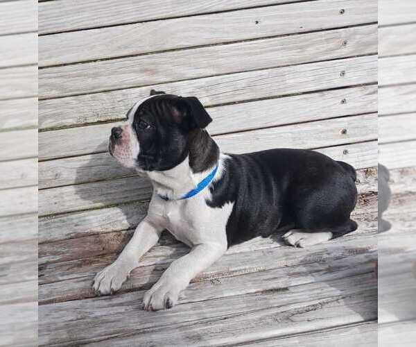 Medium Photo #1 Boston Terrier Puppy For Sale in BROOKSVILLE, FL, USA