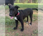 Small #29 Labrador Retriever Mix