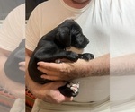 Small #3 Great Dane