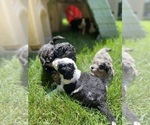 Small Photo #15 Aussiedoodle Miniature  Puppy For Sale in COMMERCE, MI, USA