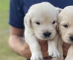 Puppy Bud Golden Retriever