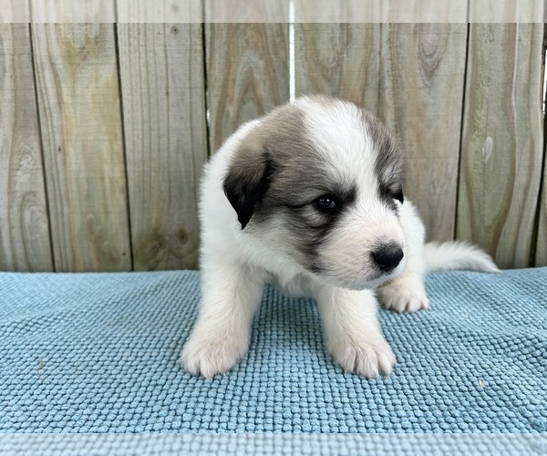 Medium Photo #27 Great Pyrenees Puppy For Sale in JERSEYVILLE, IL, USA