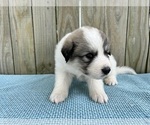 Small Photo #27 Great Pyrenees Puppy For Sale in JERSEYVILLE, IL, USA