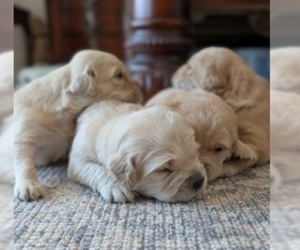 Medium Photo #1 Golden Retriever Puppy For Sale in SACRAMENTO, CA, USA