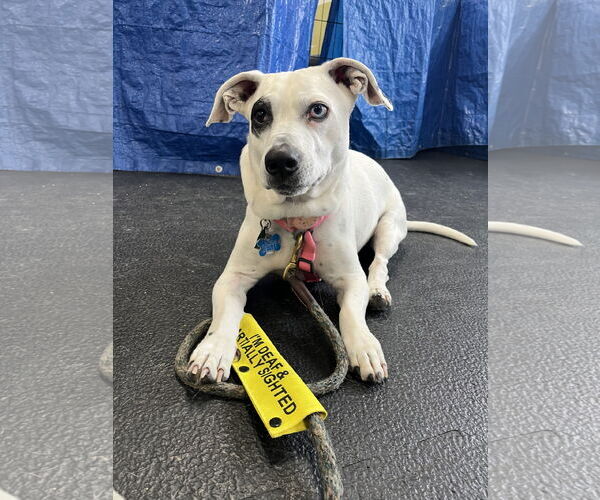 Medium Photo #1 Miniature English Bulldach Puppy For Sale in Minneapolis, MN, USA