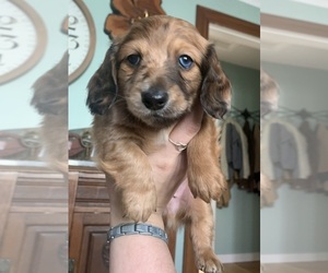 Dachshund Dogs for adoption in RIDGEFIELD, WA, USA