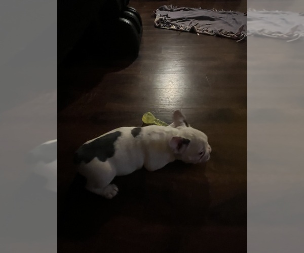 Medium Photo #13 French Bulldog Puppy For Sale in KANSAS CITY, MO, USA