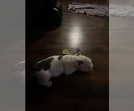 Small #12 French Bulldog