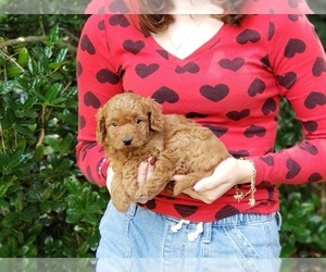 Goldendoodle (Miniature) Puppy for sale in EVANS, GA, USA