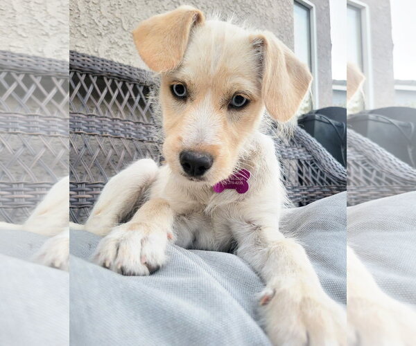 Medium Photo #3 Mutt Puppy For Sale in Corona, CA, USA