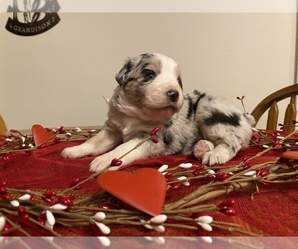 View Ad: Australian Shepherd Puppy for Sale near In India