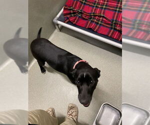 Labrador Retriever-Unknown Mix Dogs for adoption in Lee's Summit, MO, USA