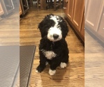 Small Photo #1 Aussiedoodle-Poodle (Standard) Mix Puppy For Sale in COMMERCE, MI, USA