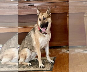 German Shepherd Dog Dogs for adoption in Centreville, VA, USA