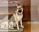 Small German Shepherd Dog