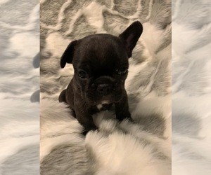 French Bulldog Puppy for sale in JOHNS ISLAND, SC, USA