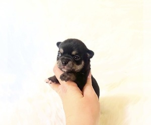 Chihuahua Puppy for sale in SACRAMENTO, CA, USA