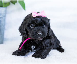 Cavapoo Puppy for Sale in WAKARUSA, Indiana USA