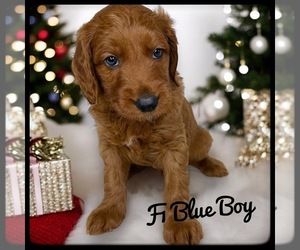 Goldendoodle (Miniature) Puppy for sale in ORANGE PARK, FL, USA