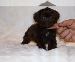 Small #1 Shih Tzu