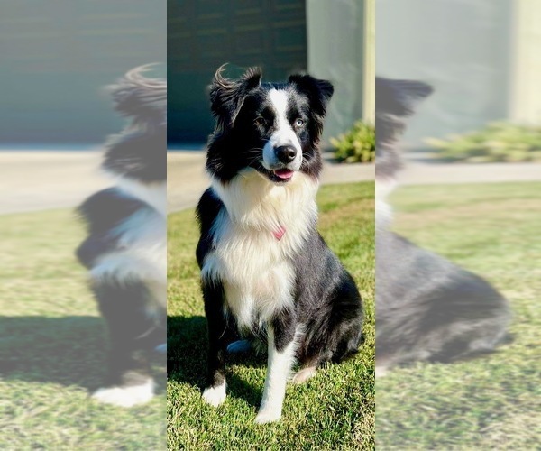 Medium Photo #1 Australian Shepherd Puppy For Sale in PASO ROBLES, CA, USA
