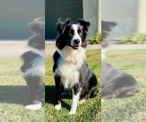 Mother of the Australian Shepherd puppies born on 06/01/2025