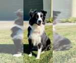 Small Photo #1 Australian Shepherd Puppy For Sale in PASO ROBLES, CA, USA